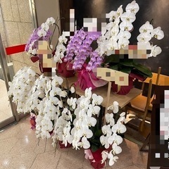 胡蝶蘭 全て引取りで無料！の画像