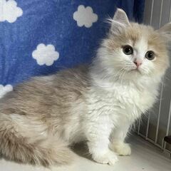 サイベリアン　とても人に慣れている子猫　２か月の画像