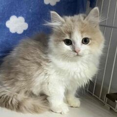 サイベリアン　とても人に慣れている子猫　２か月 - 名古屋市