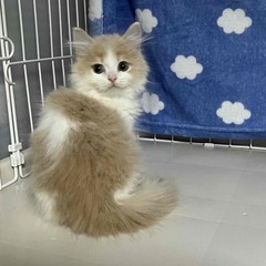 サイベリアン　とても人に慣れている子猫　２か月 - 猫
