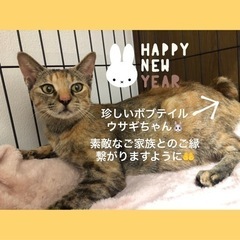 29お見合い可能♡生後3ヶ月〜5歳まで総勢20匹愛らしい猫達❤️...