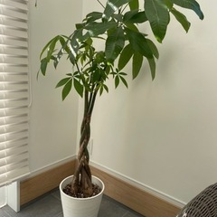 観葉植物　パキラ　大型