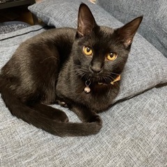 究極の甘えた黒猫ジジ♂一時預かり募集
