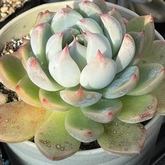 桃太郎の画像
