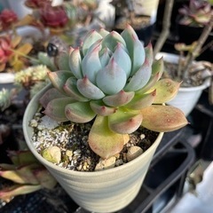 桃太郎の画像