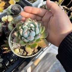 桃太郎の画像