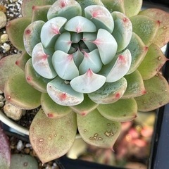 桃太郎の画像