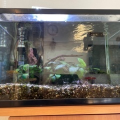 熱帯魚&水槽セット