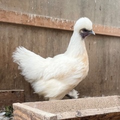烏骨鶏の雌
