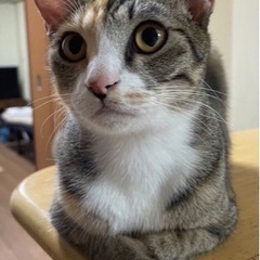 決定しました🙏推定１歳😸甘えん坊の女の子　1/15(日)みやき町...