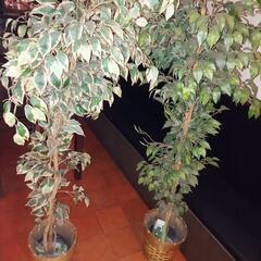 イミテーション観葉植物二台の画像