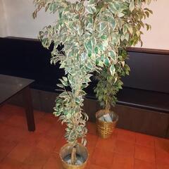 イミテーション観葉植物二台の画像