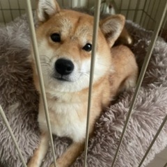 血統書あります。