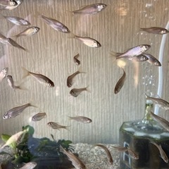 タナゴ、クムガンイチモンジたなご