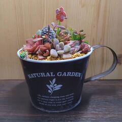 ★多肉植物寄せ植え 95★