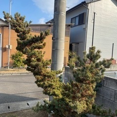 松