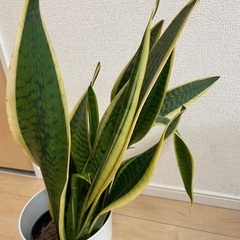 サンスベリア　観葉植物の画像