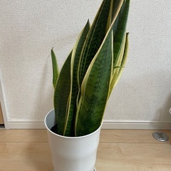 サンスベリア　観葉植物
