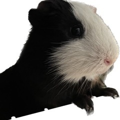 寂しがり屋さんのモルモット♂