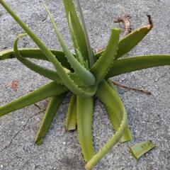 アロエ？もらってもください。