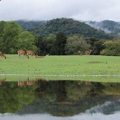 若草山焼き&鹿せんべい飛ばし大会＋ならまち散策…＆…【春日大社参拝】 - メンバー募集