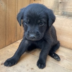 石垣島でかわいい仔犬の里親さん募集してます！