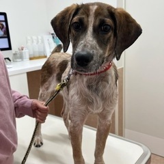 子犬（将来中型犬になります）
