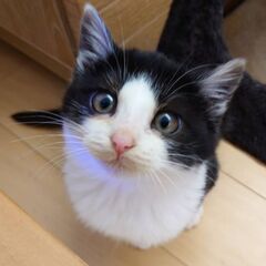 おっとりかわいい子猫です
