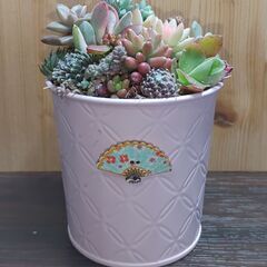 ★多肉植物寄せ植え 97★