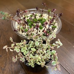 【無料！・多肉植物（リトルミッシーとセダム）・鉢ごと】