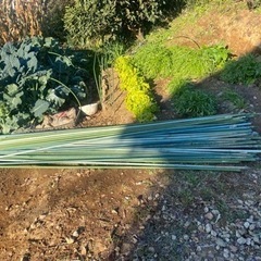 畑　自家菜園　園芸用ポール　鋼管竹