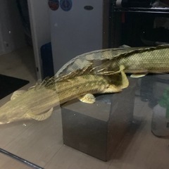ポリプテルスラプラディ　2匹