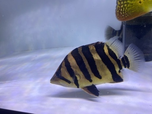 ダトニオプラスワン