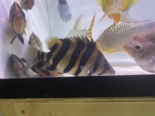 ダトニオプラスワン