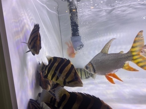 ダトニオプラスワン2