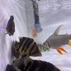ダトニオプラスワン2