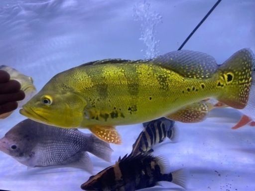 キクラケルベリー