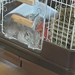 ミニウサギ