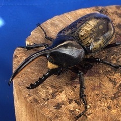 ②ヘラクレスオオカブト♂の画像