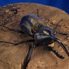 ②ヘラクレスオオカブト♂の画像