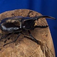 ②ヘラクレスオオカブト♂の画像
