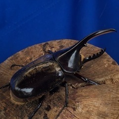 ②ヘラクレスオオカブト♂の画像