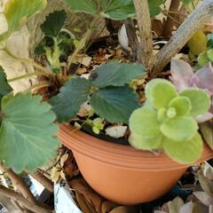 イチゴの苗やレモンの木、その他多肉植物