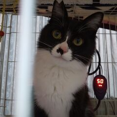 家族として(完全室内飼い)迎えていただける方にお願いします