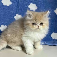エキゾチック　まん丸お顔がかわいい子猫　２か月