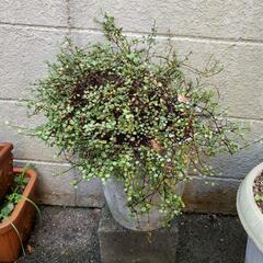 ワイヤープランツ 植木 苗木 観葉植物