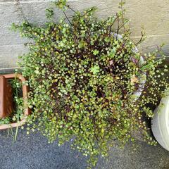 ワイヤープランツ 植木 苗木 観葉植物の画像