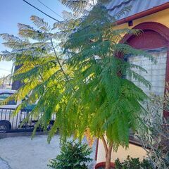 観葉植物　230センチの画像