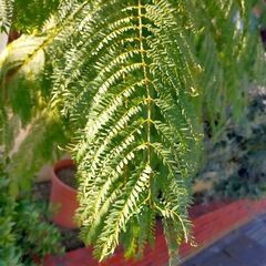 観葉植物　230センチの画像