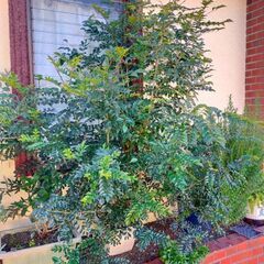 大きめ観葉植物②の画像